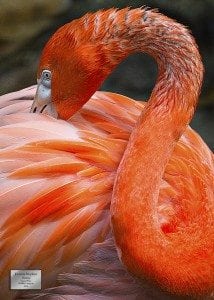 Flamingo (1)  